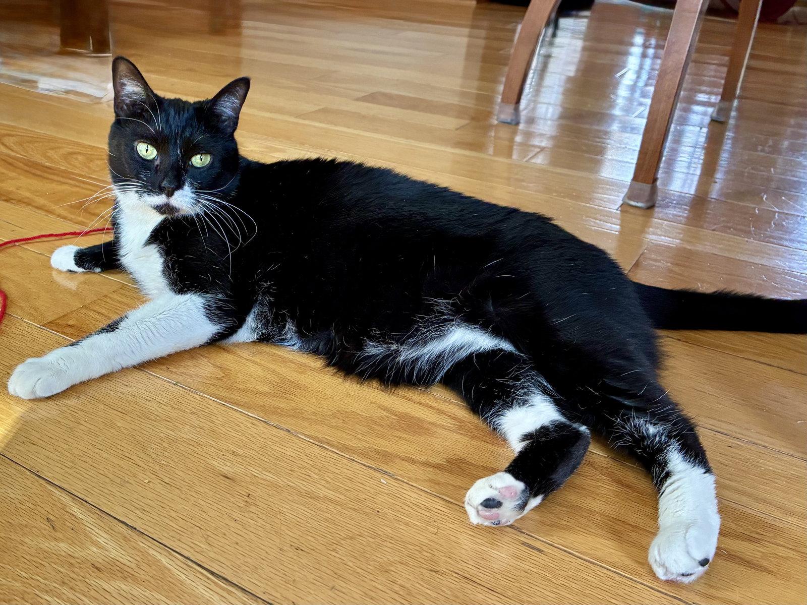 Taffy, a Adoptable Domestic Short Hair in Philadelphia, PA image 3/3