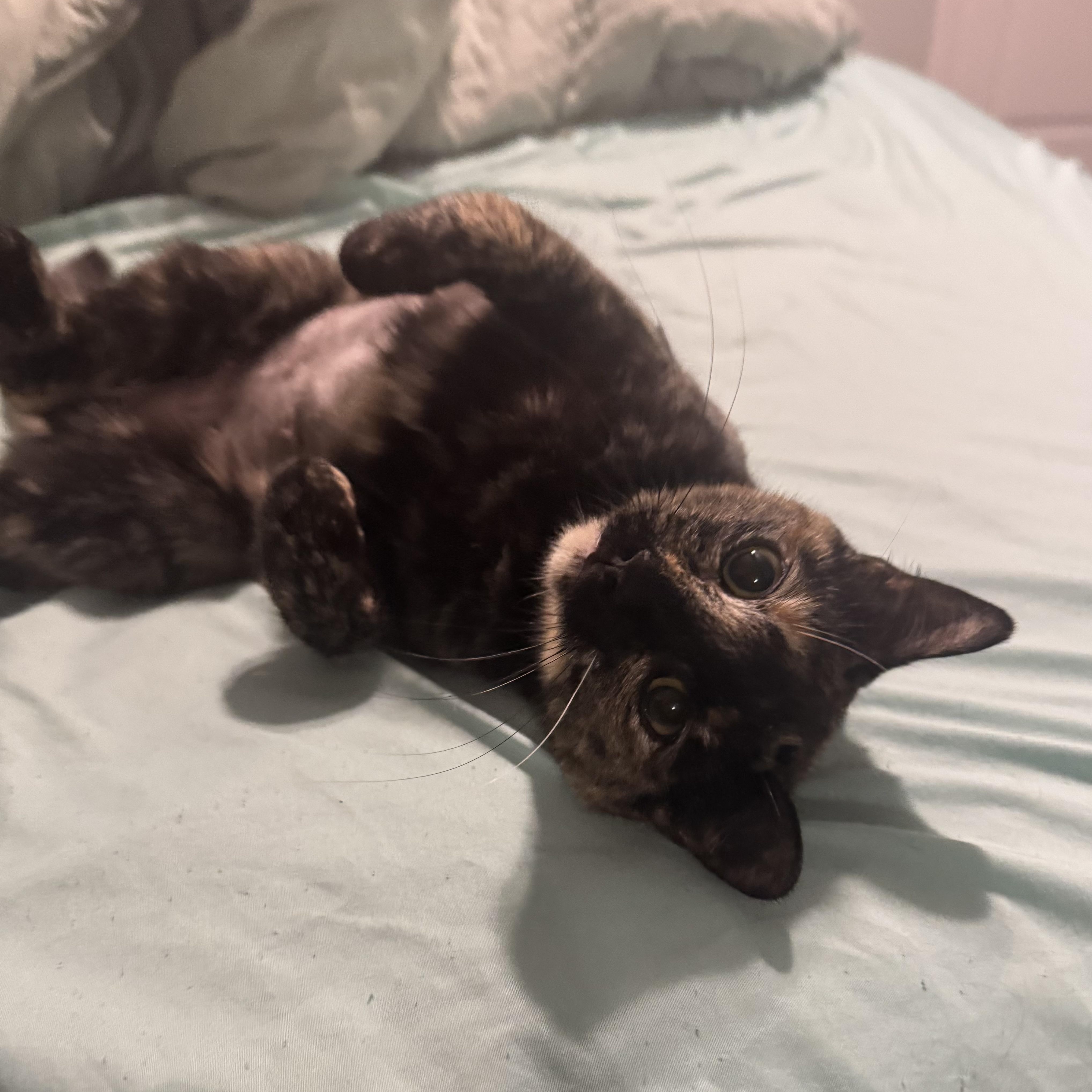 Enlarge Peanut, an adopted Domestic Short Hair in Mississippi State, MS image 6/6