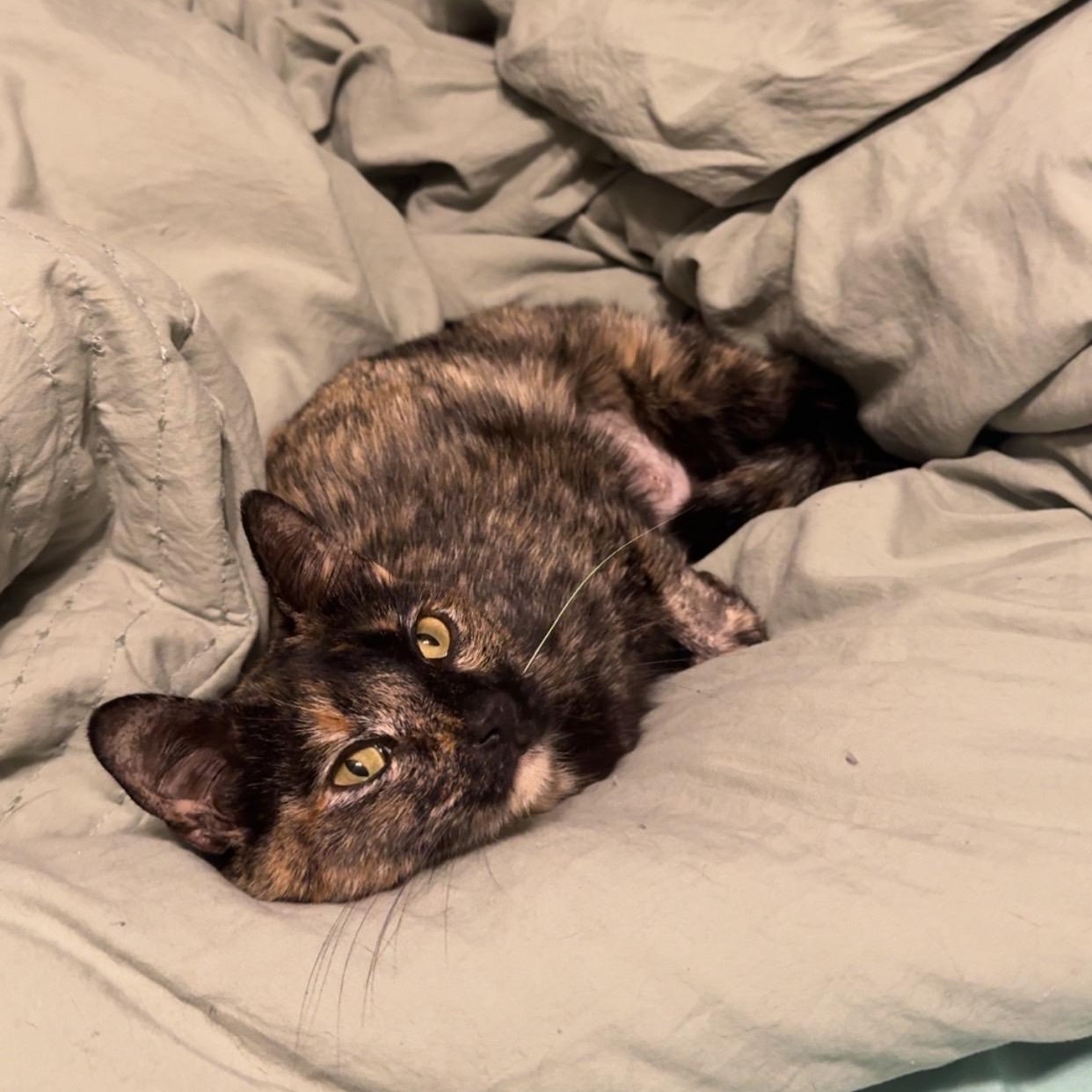 Peanut, adopted, Young Female Domestic Short Hair.