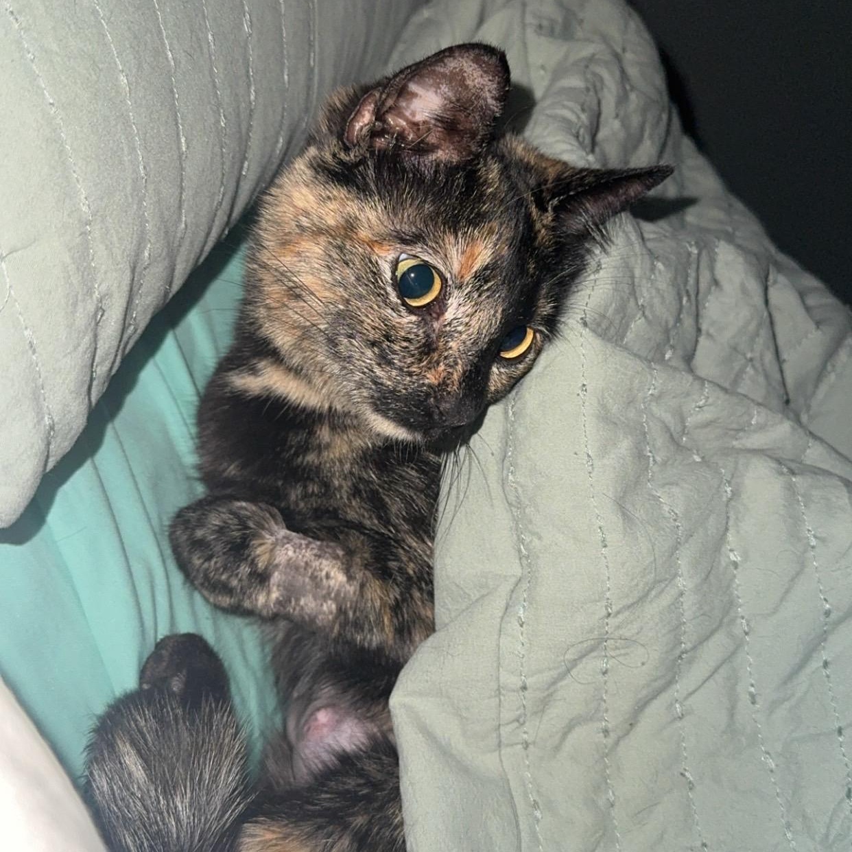 Enlarge Peanut, an adopted Domestic Short Hair in Mississippi State, MS image 3/6