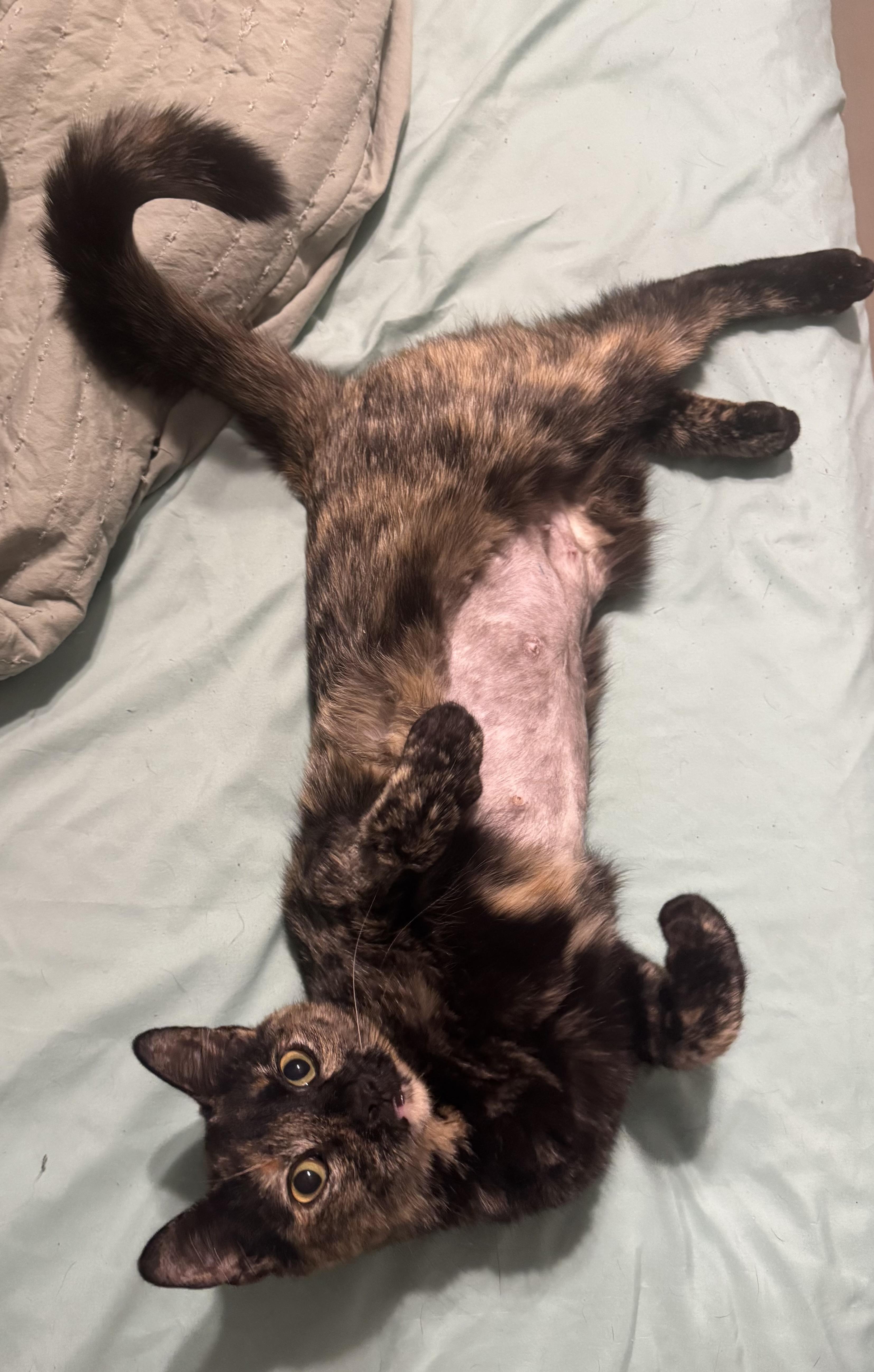 Enlarge Peanut, an adopted Domestic Short Hair in Mississippi State, MS image 2/6