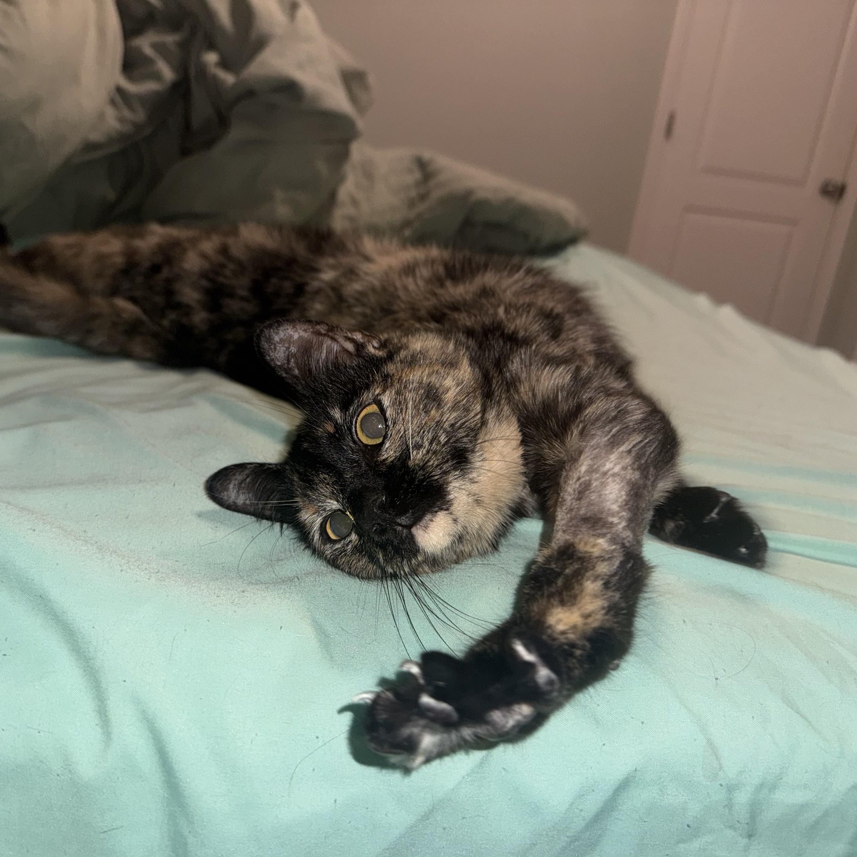 Enlarge Peanut, an adopted Domestic Short Hair in Mississippi State, MS image 4/6