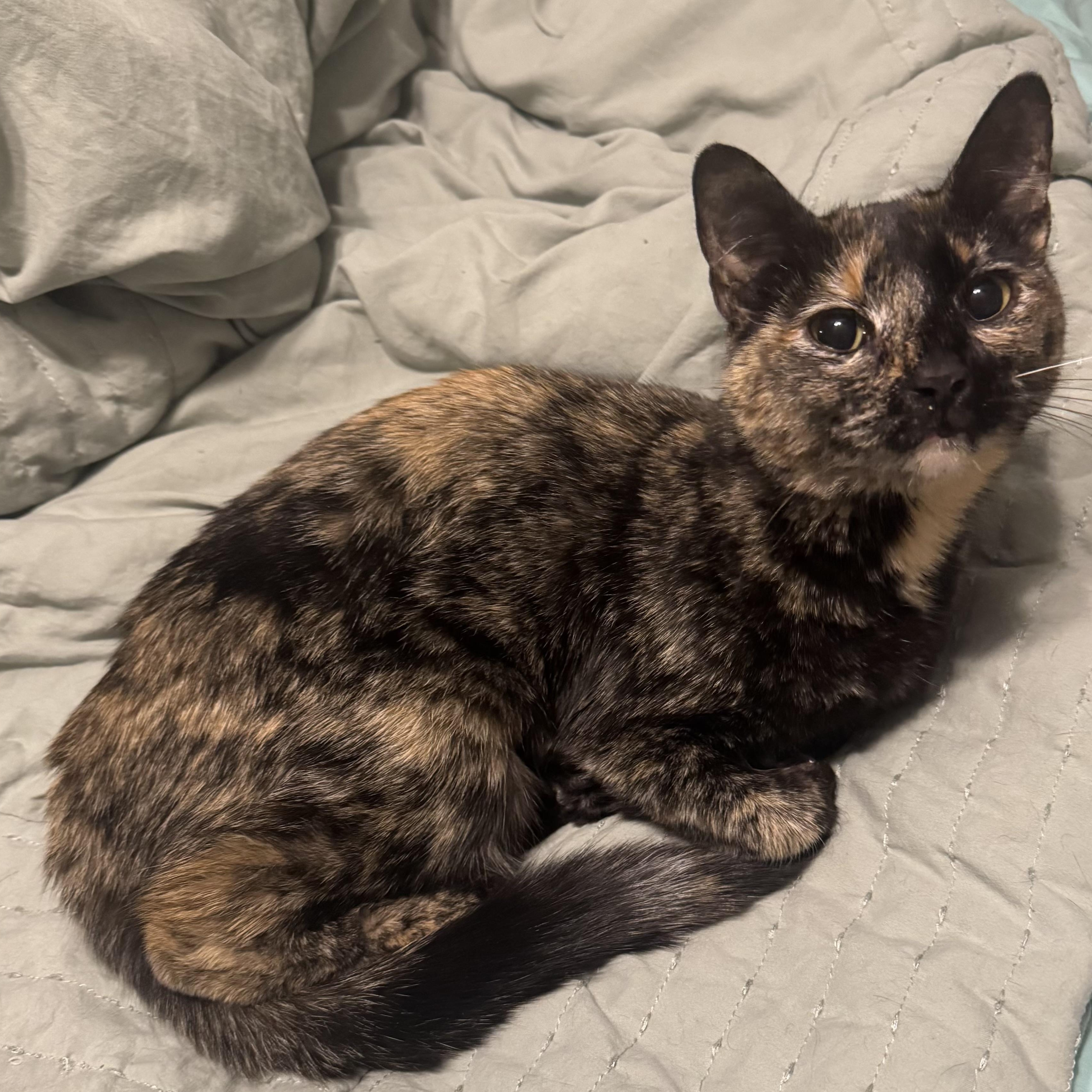 Enlarge Peanut, an adopted Domestic Short Hair in Mississippi State, MS image 5/6