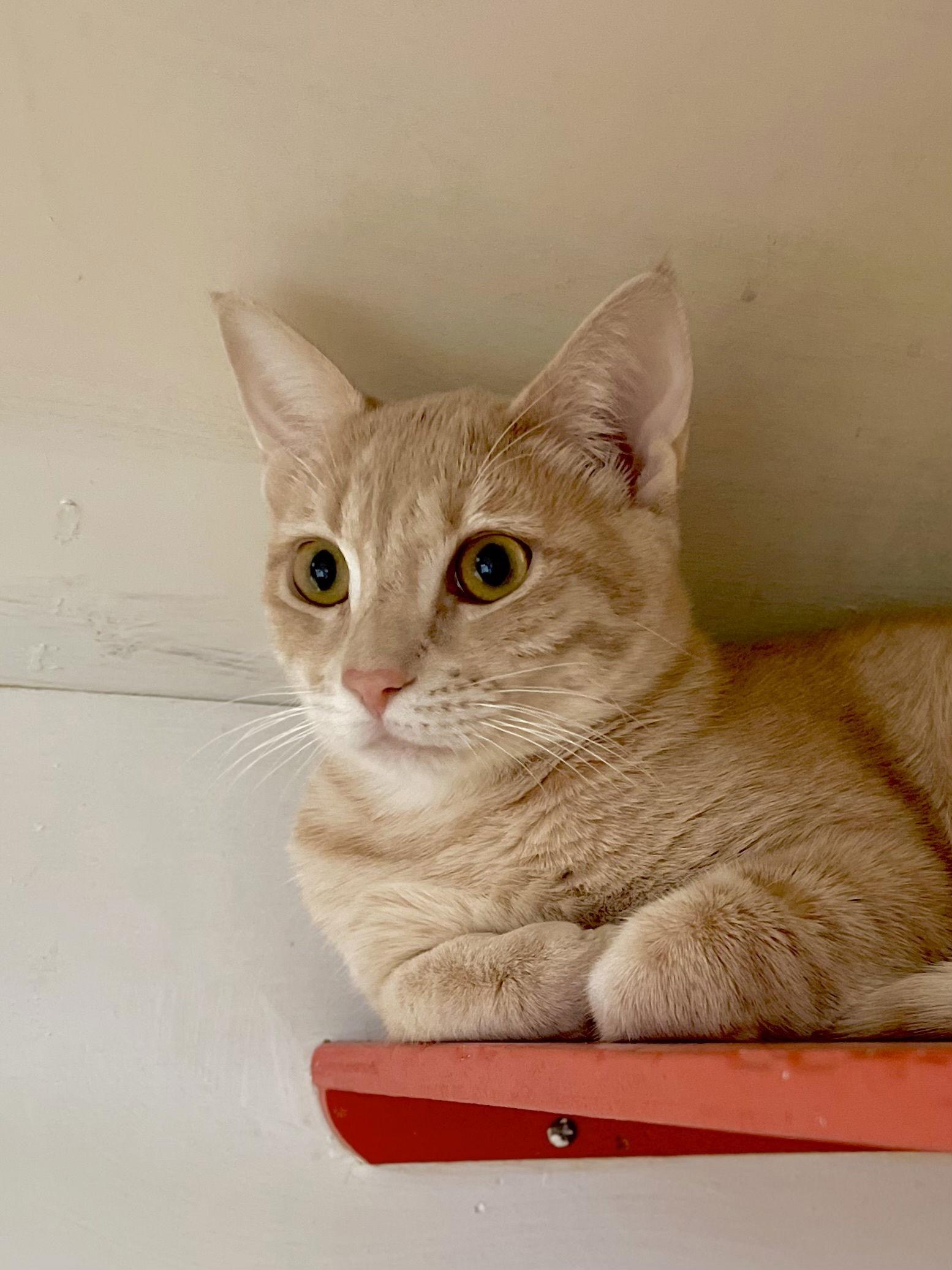 Eclair (Bonded with Strudel), Adopted, Young Female Domestic Short Hair.