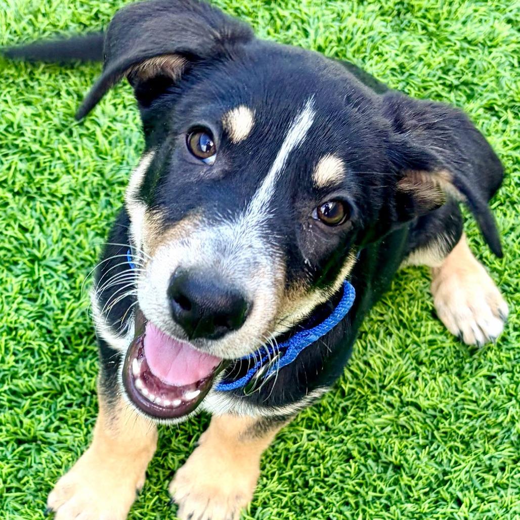 Connor, Adoptable, Puppy Male Anatolian Shepherd & Australian Kelpie.