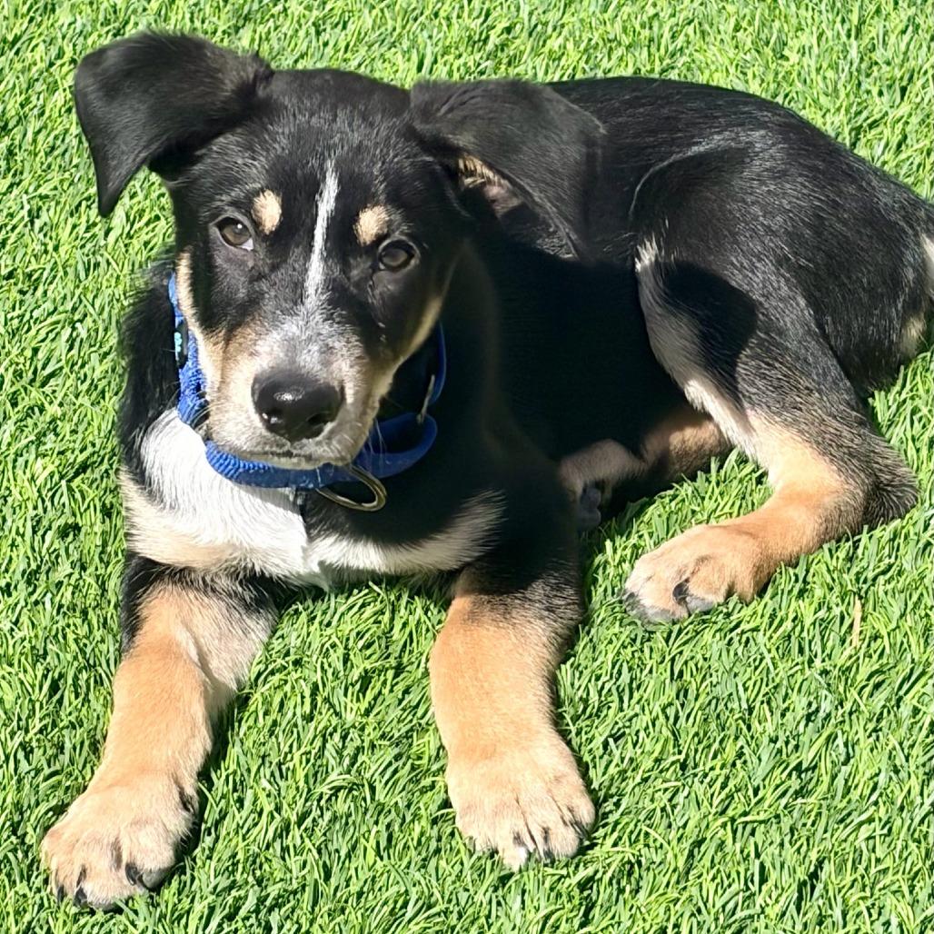 Connor, a Adoptable mixed breed in Chandler, AZ image 2/6