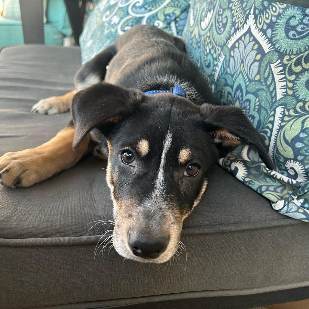 Connor, a Adoptable mixed breed in Chandler, AZ image 3/6