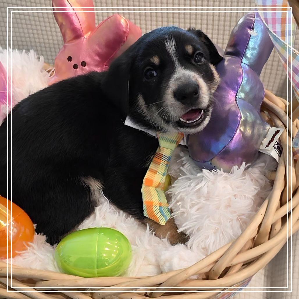 Connor, a Adoptable mixed breed in Chandler, AZ image 4/6