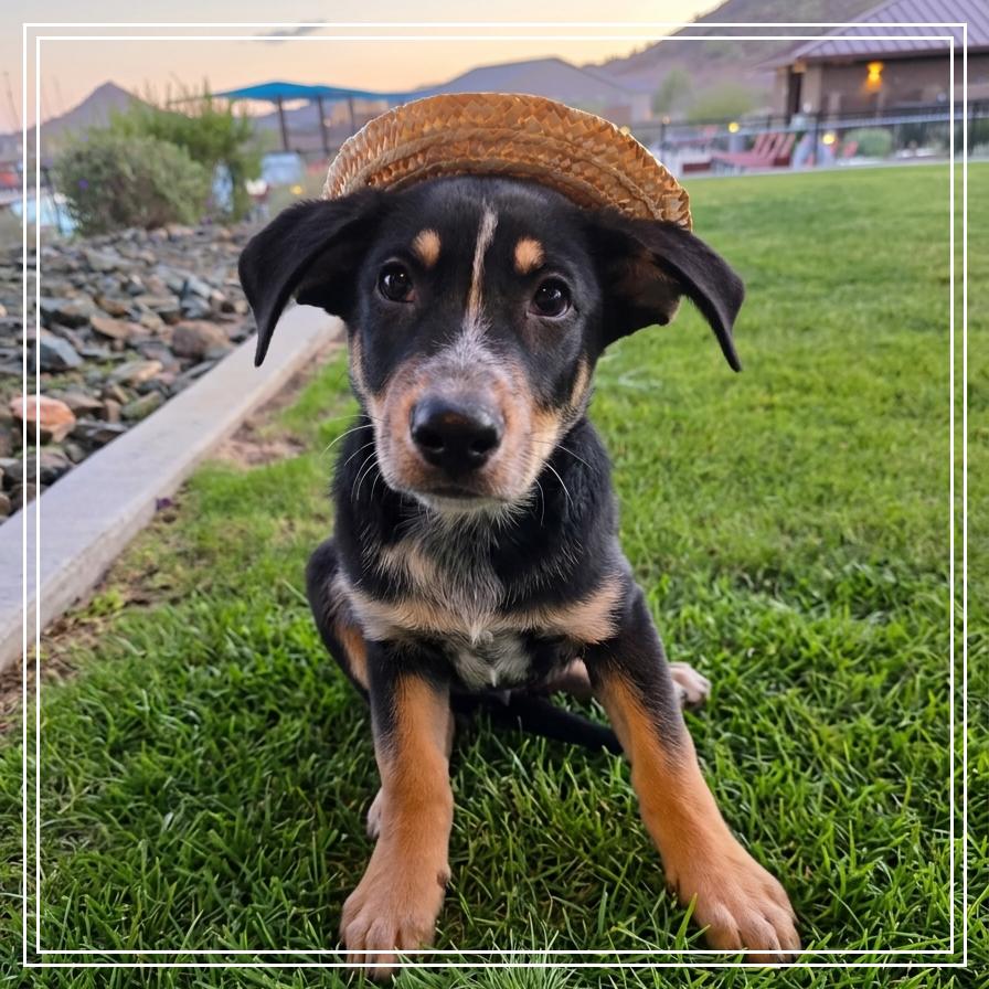 Connor, a Adoptable mixed breed in Chandler, AZ image 5/6