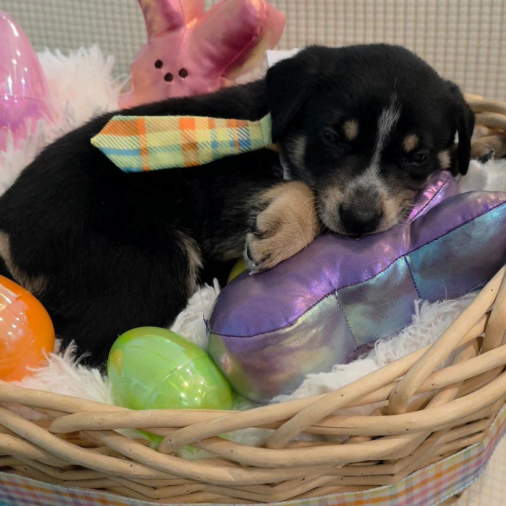 Connor, a Adoptable mixed breed in Chandler, AZ image 6/6