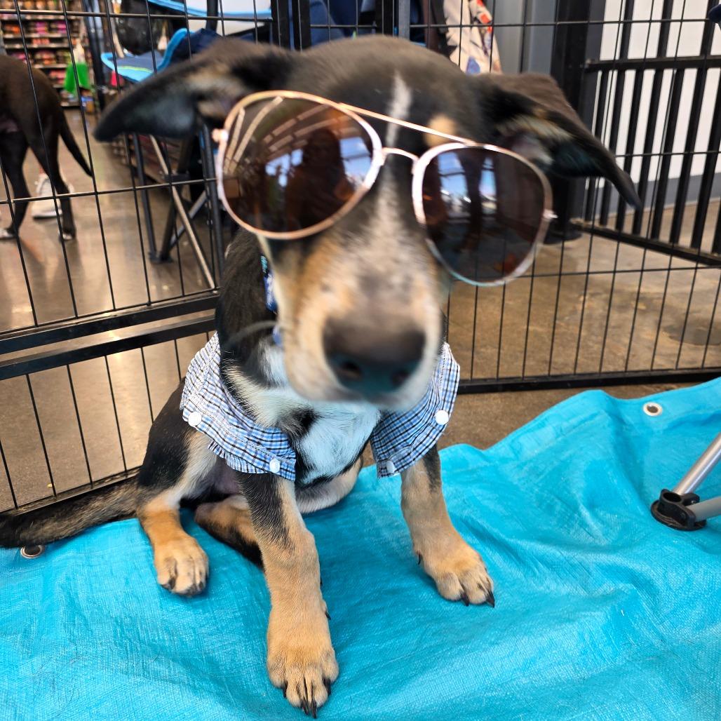 Connor, a Adoptable mixed breed in Chandler, AZ image 5/6