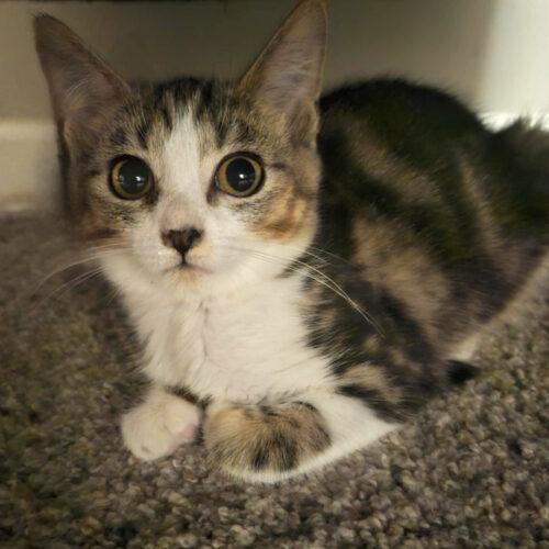 Maelle, Adoptable, Young Female Domestic Short Hair & Tabby.