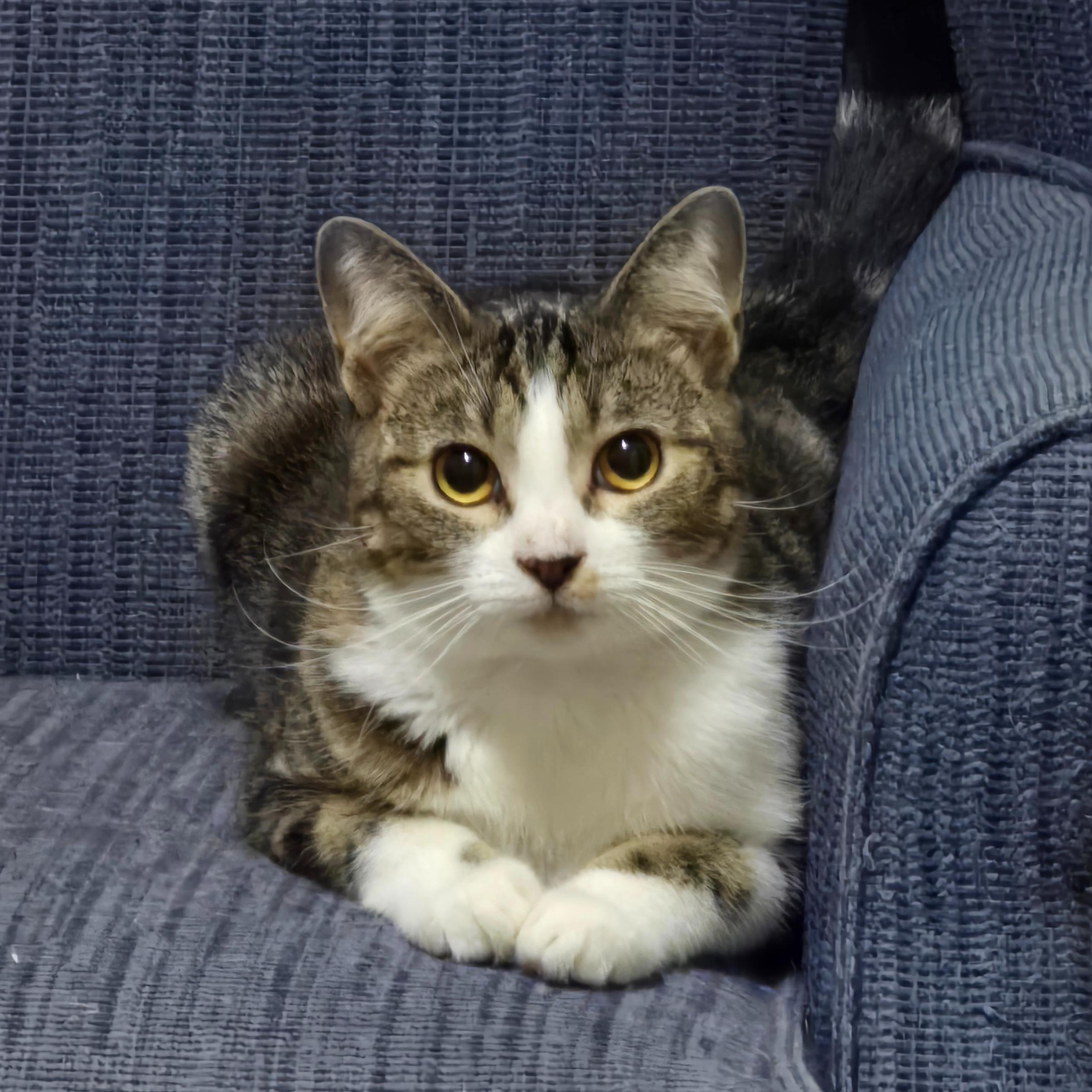 Enlarge Maelle, a Adoptable mixed breed in Knoxville, TN image 2/6