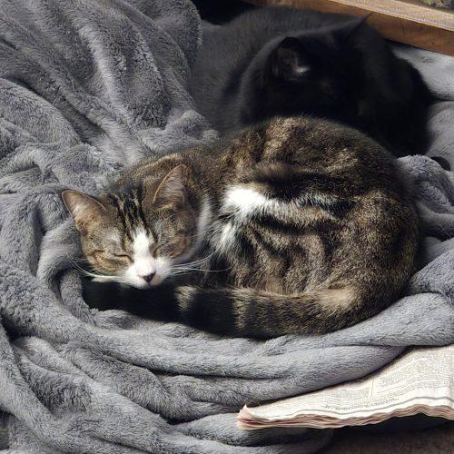 Enlarge Maelle, a Adoptable mixed breed in Knoxville, TN image 2/5