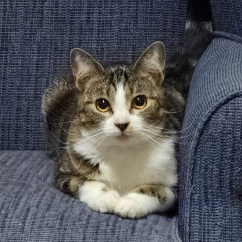 Enlarge Maelle, a Adoptable mixed breed in Knoxville, TN image 3/5