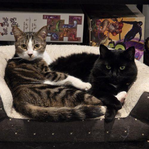 Enlarge Maelle, a Adoptable mixed breed in Knoxville, TN image 4/5