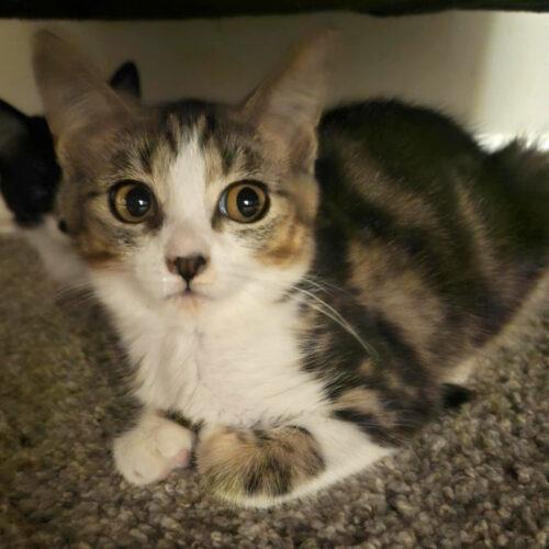 Enlarge Maelle, a Adoptable mixed breed in Knoxville, TN image 5/5