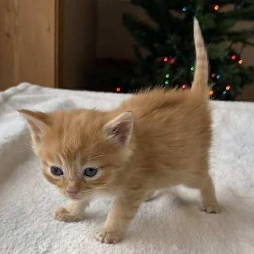 Enlarge Woodstock, a Adoptable Domestic Short Hair in Elbow Lake, MN image 1/1