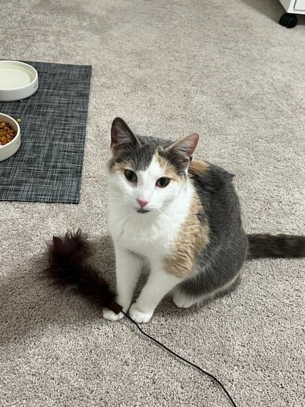 Grapes, a Adopted Domestic Short Hair in Stuarts Draft, VA image 1/3