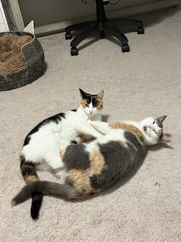 Grapes, a Adopted Domestic Short Hair in Stuarts Draft, VA image 2/3