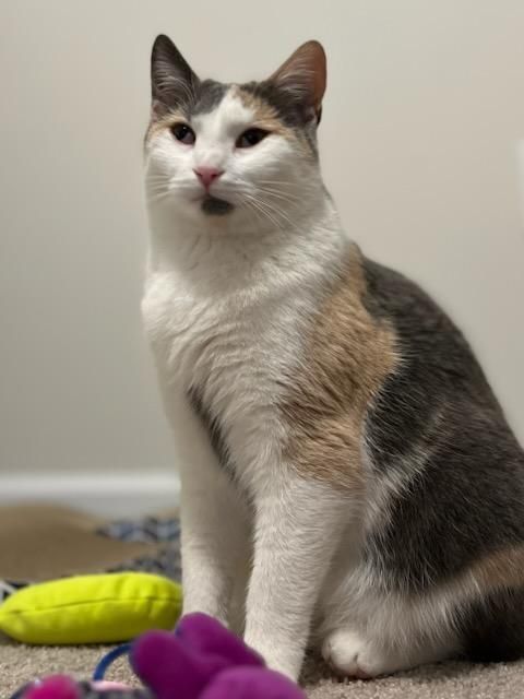 Grapes, a Adopted Domestic Short Hair in Stuarts Draft, VA image 3/3