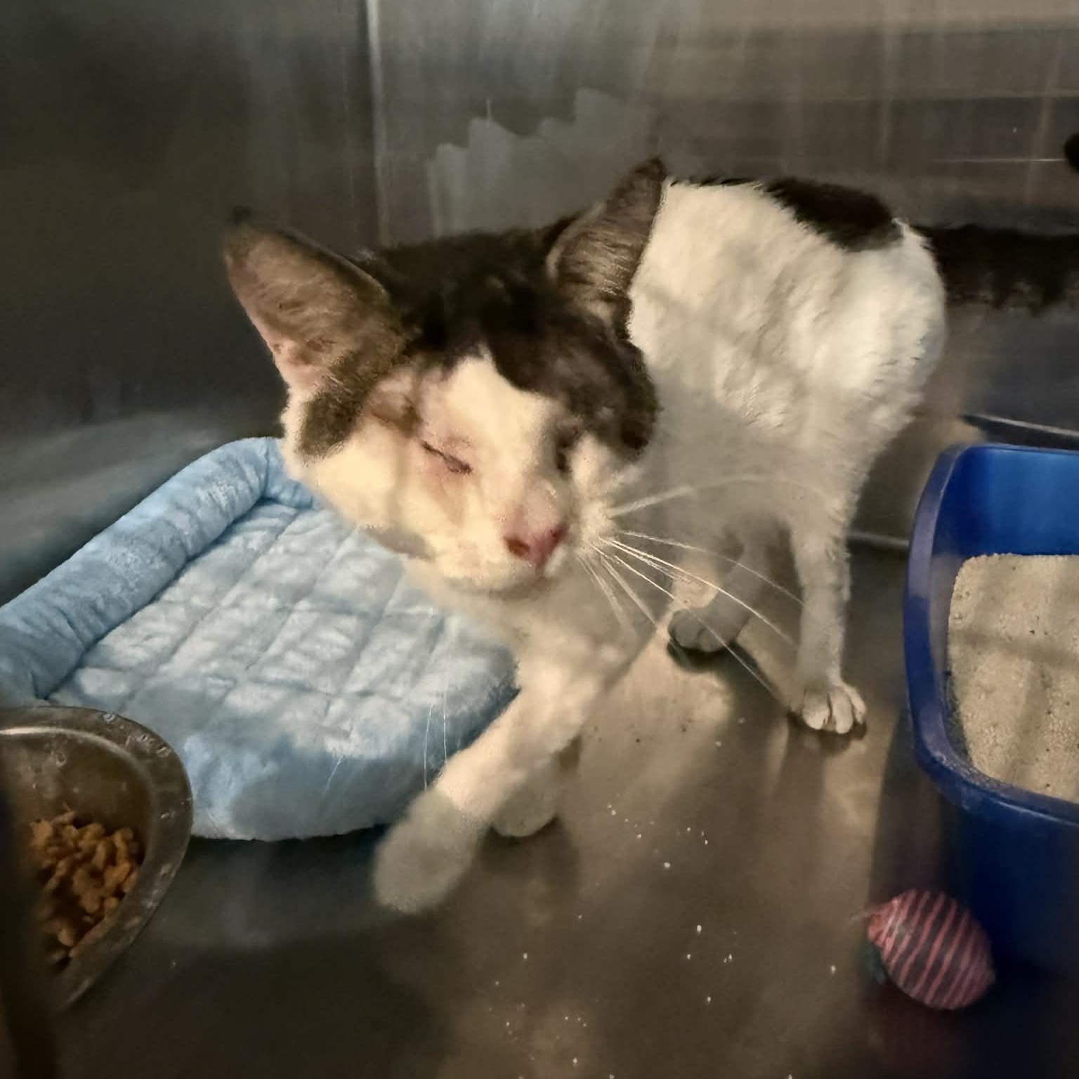 Enlarge Stu, an adopted Domestic Short Hair in Antioch, CA image 2/3