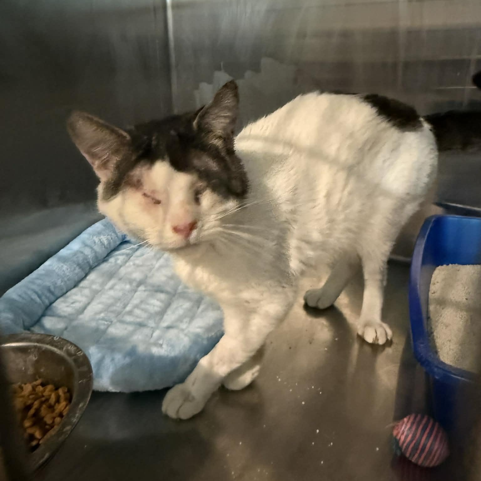 Enlarge Stu, an adopted Domestic Short Hair in Antioch, CA image 3/3