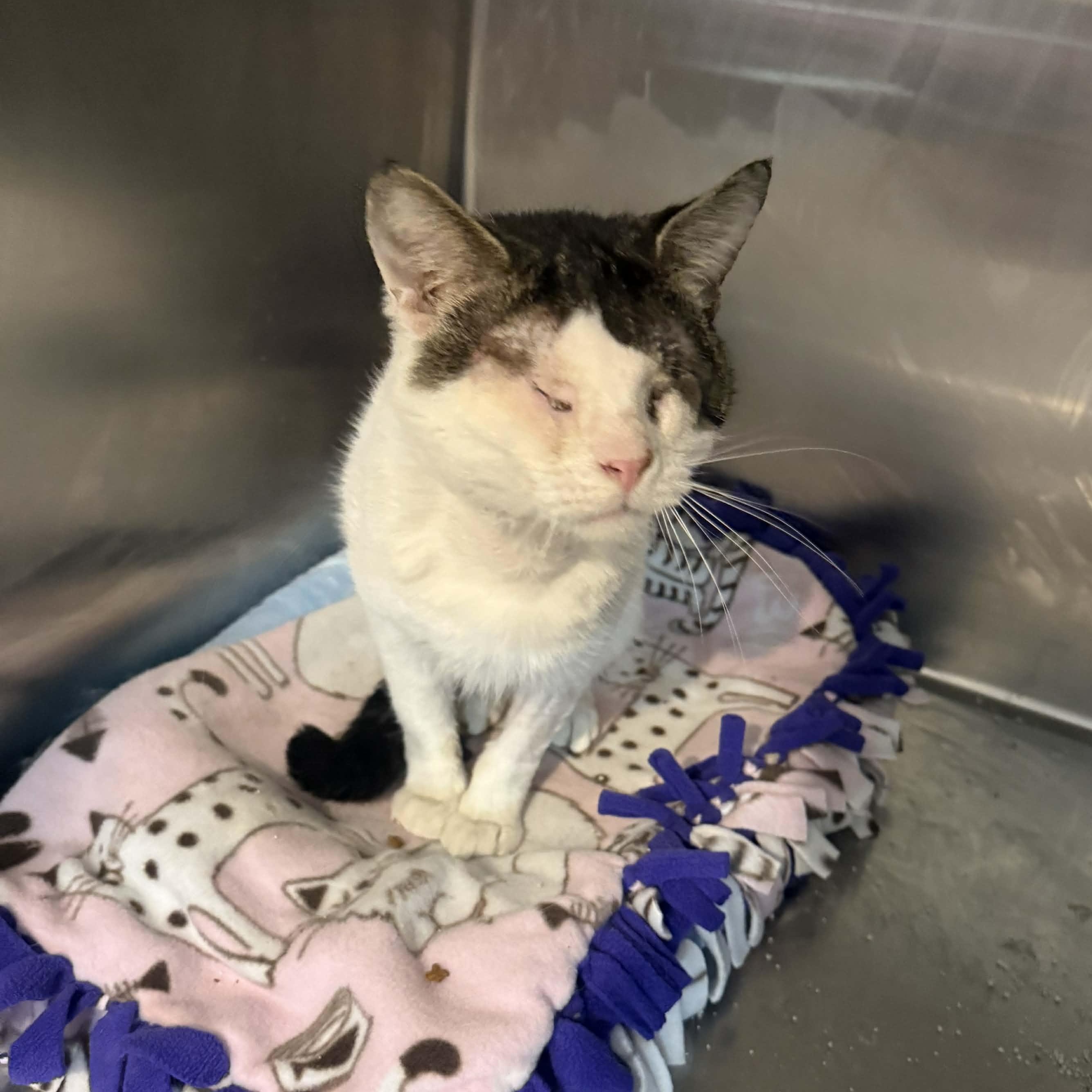 Stu, adopted, Adult Male Domestic Short Hair.