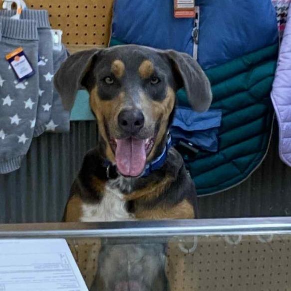 Enlarge Sambo, a Adoptable Mixed Breed in Enfield, NH image 1/6