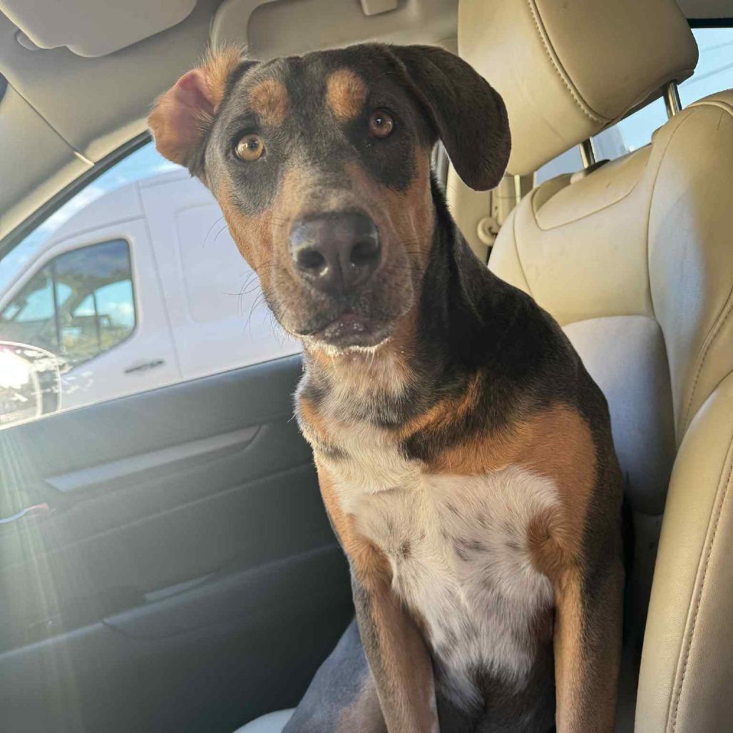 Enlarge Sambo, a Adoptable Mixed Breed in Enfield, NH image 2/6