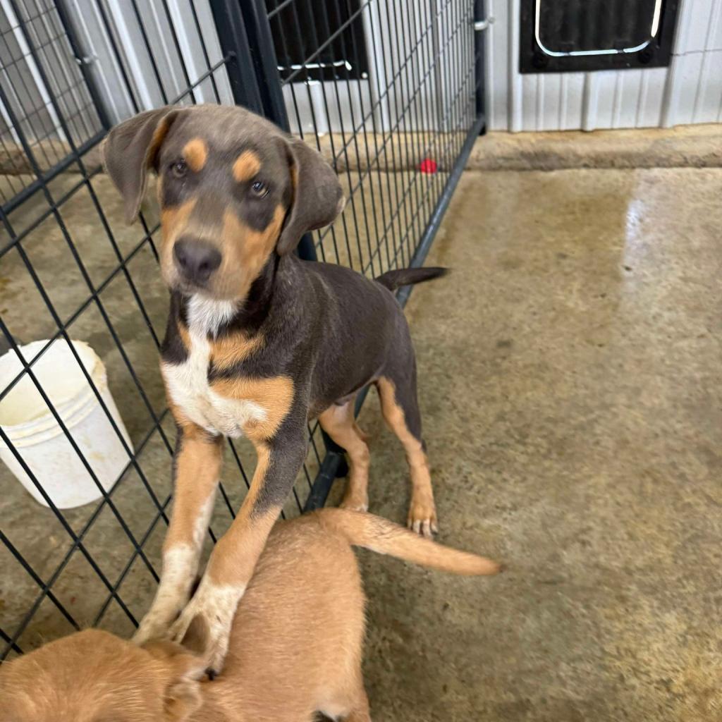 Enlarge Sambo, a Adoptable Mixed Breed in Enfield, NH image 3/6