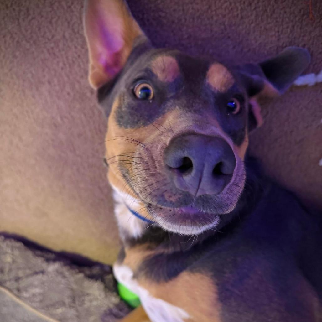 Enlarge Sambo, a Adoptable Mixed Breed in Enfield, NH image 5/6