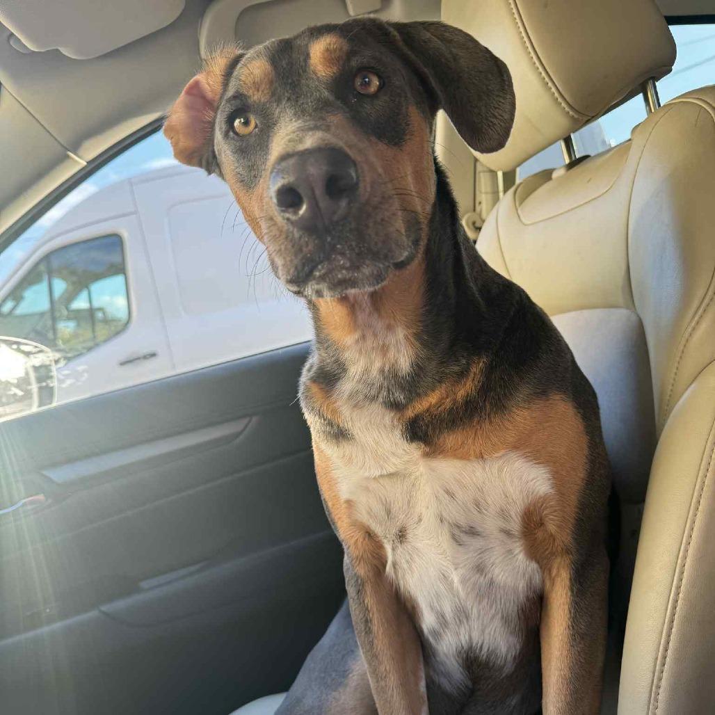 Enlarge Sambo, a Adoptable Mixed Breed in Enfield, NH image 6/6