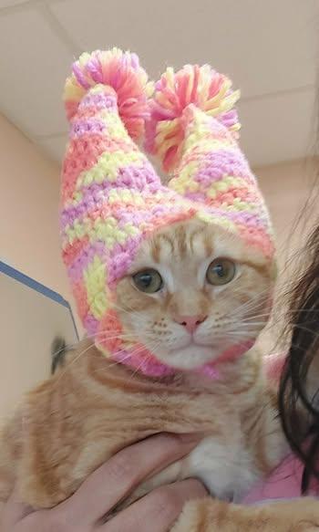 Ginger, adopted, Young Female Domestic Short Hair.