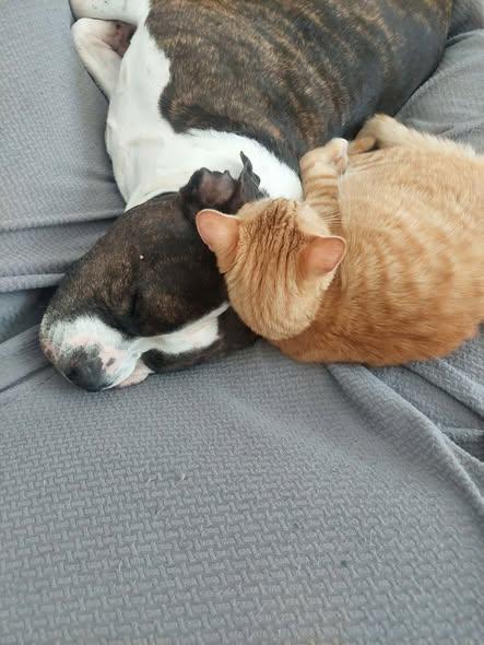 Enlarge Ginger, an adopted Domestic Short Hair in Williamsport, PA image 3/3