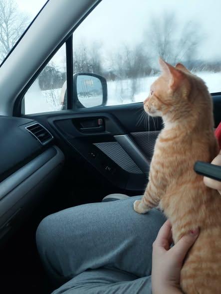 Enlarge Ginger, an adopted Domestic Short Hair in Williamsport, PA image 2/3