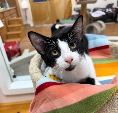 Enlarge Shrimp, an adopted Domestic Short Hair in Medina, OH image 1/1