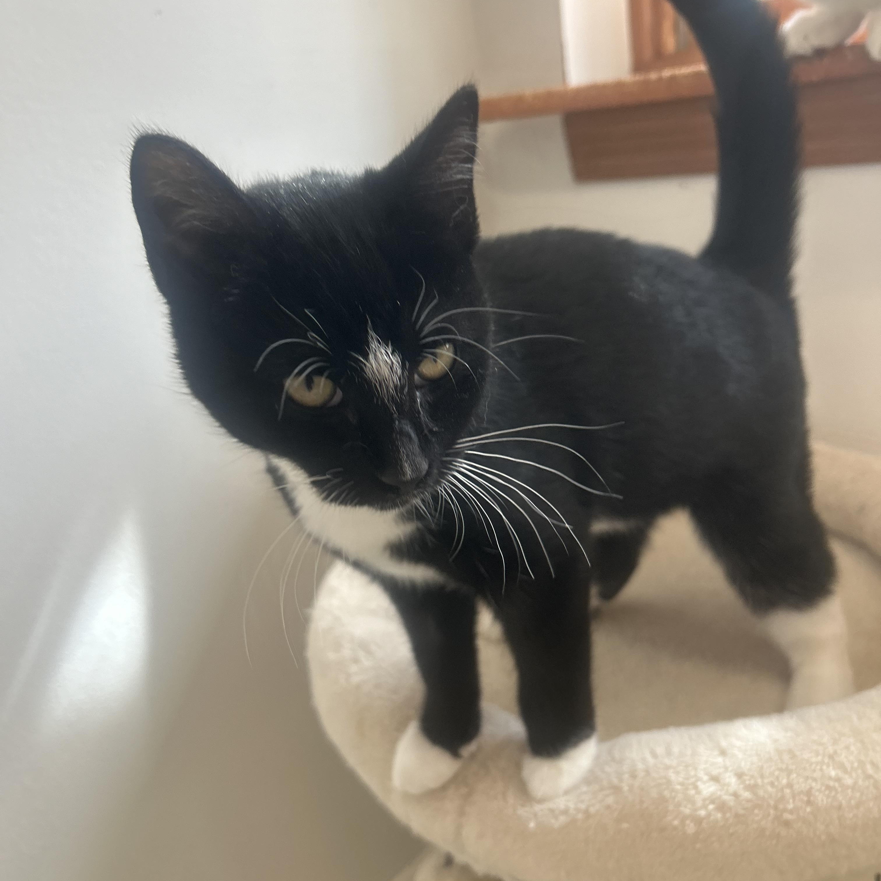 Enlarge Carol, an adopted Domestic Short Hair in AQUEBOGUE, NY image 3/3