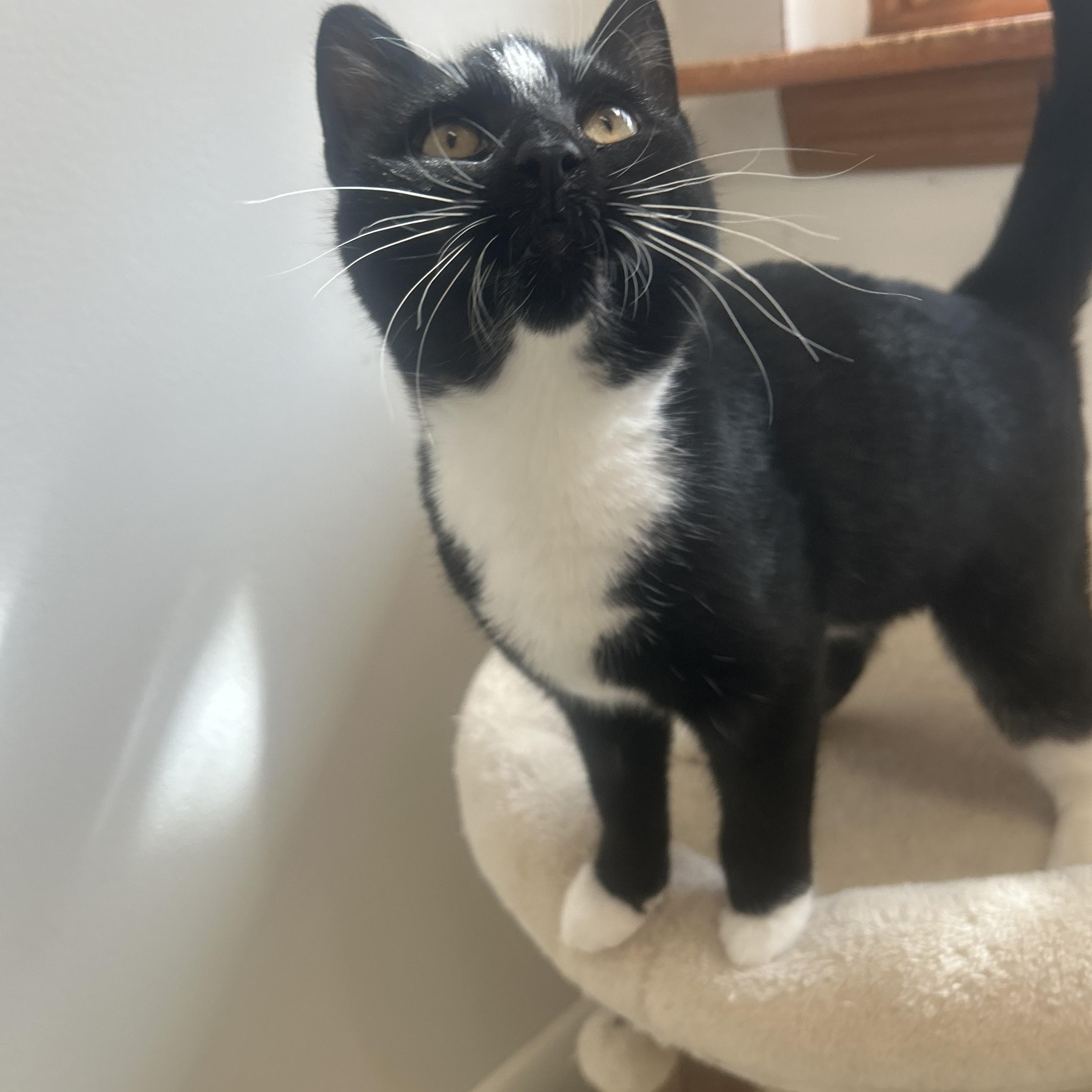 Enlarge Carol, an adopted Domestic Short Hair in AQUEBOGUE, NY image 1/3