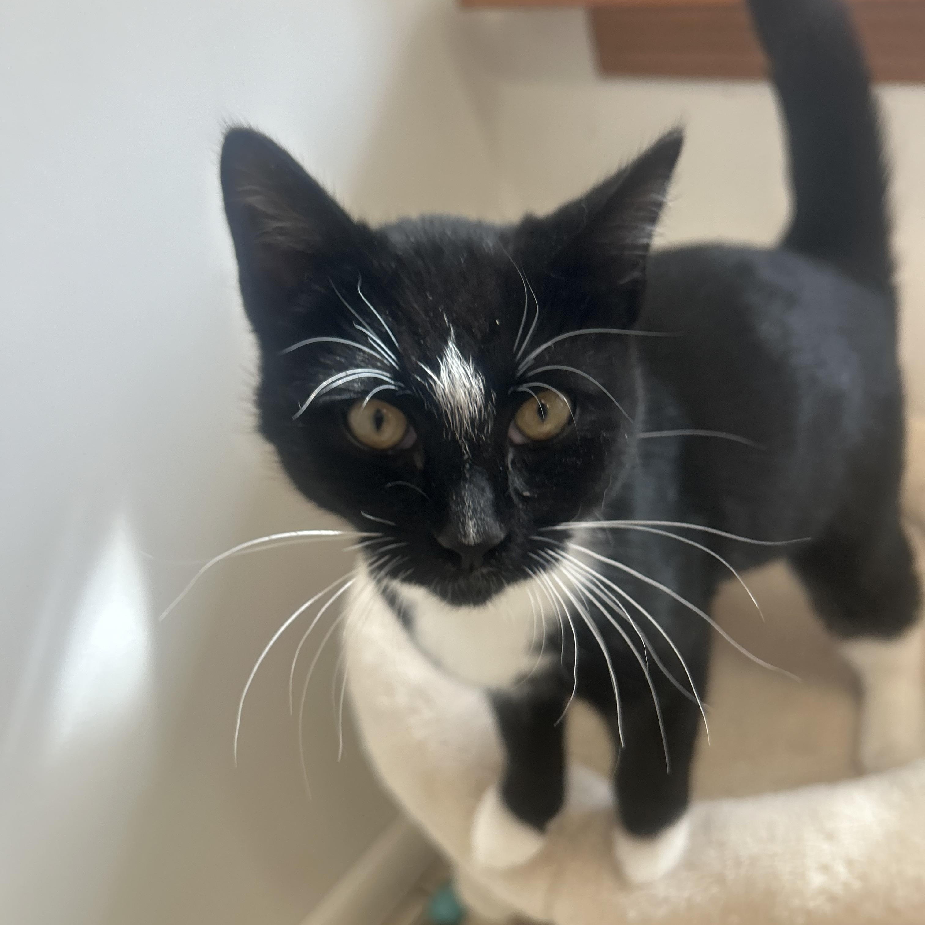 Enlarge Carol, an adopted Domestic Short Hair in AQUEBOGUE, NY image 2/3