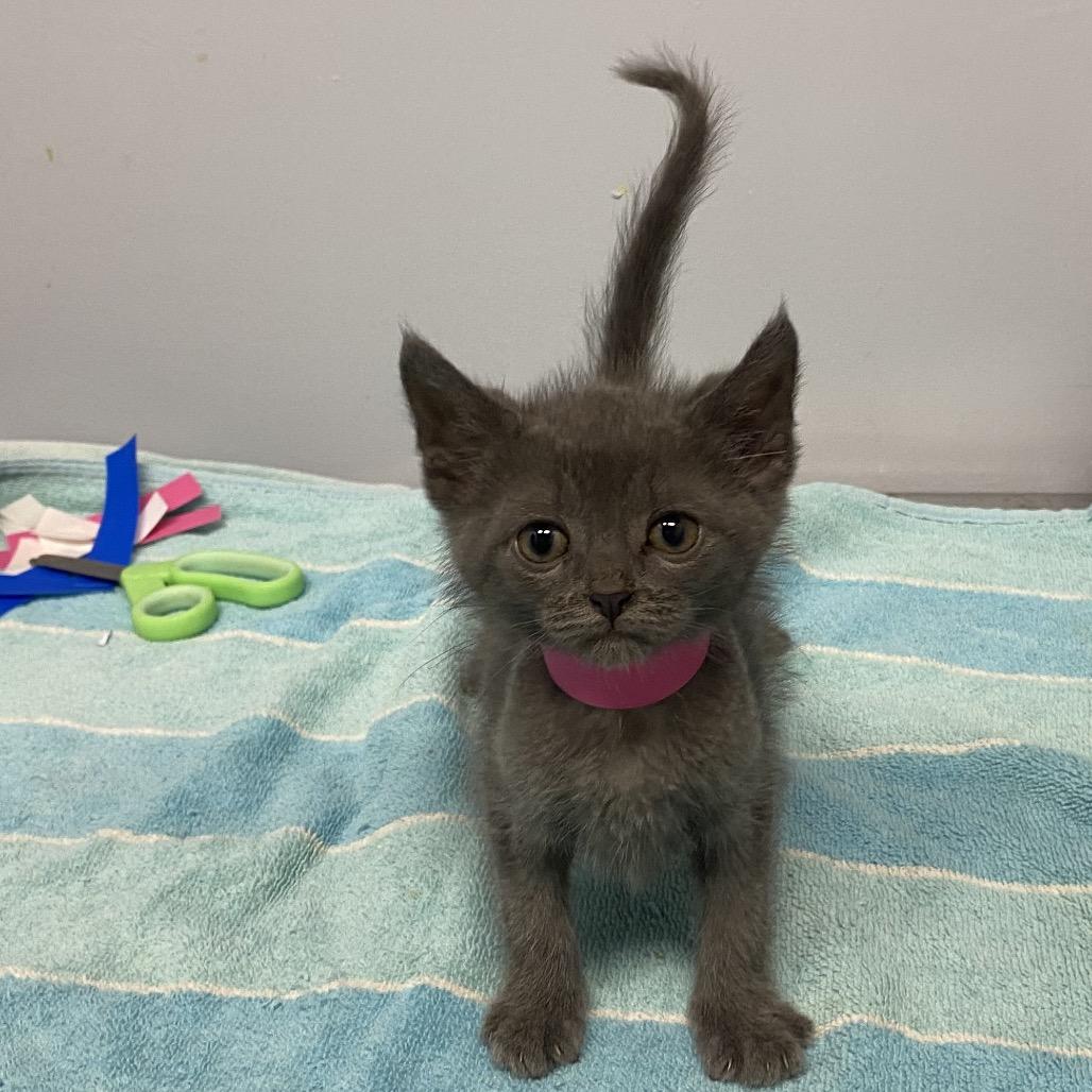 Willow, Adopted, Kitten Female Domestic Short Hair & Russian Blue.