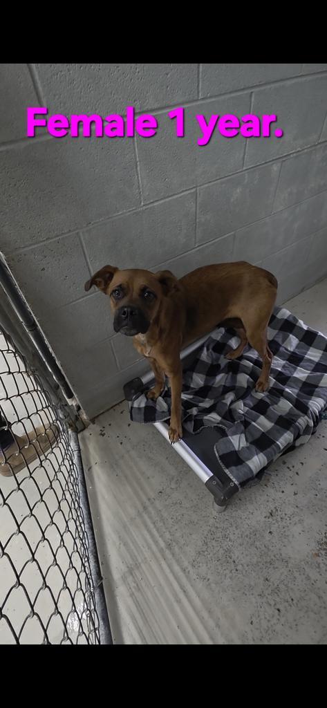 Di Di, Adoptable, Young Female Boxer & Australian Cattle Dog / Blue Heeler.