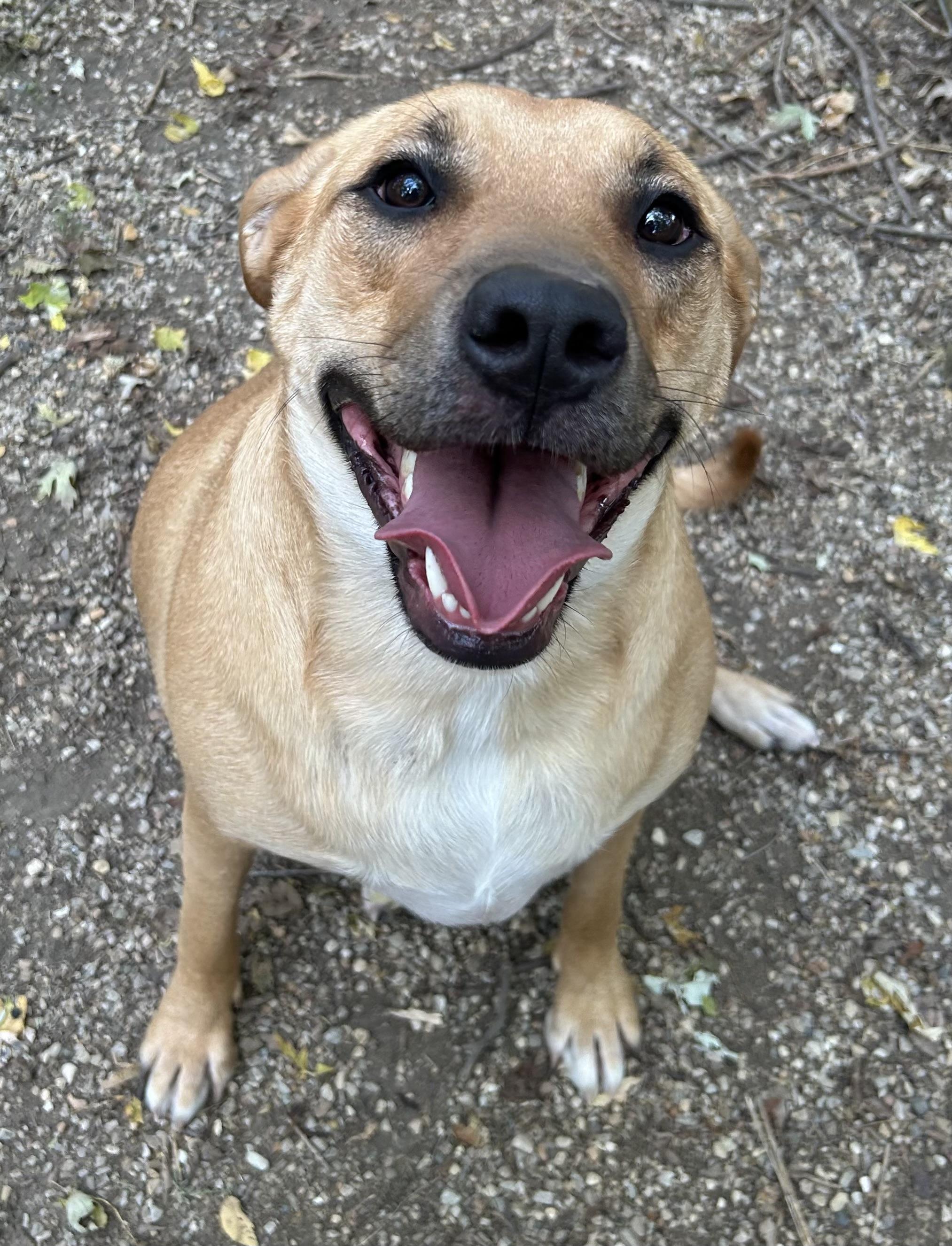 Enlarge Bri, a Adoptable mixed breed in Sugar Grove, IL image 1/3