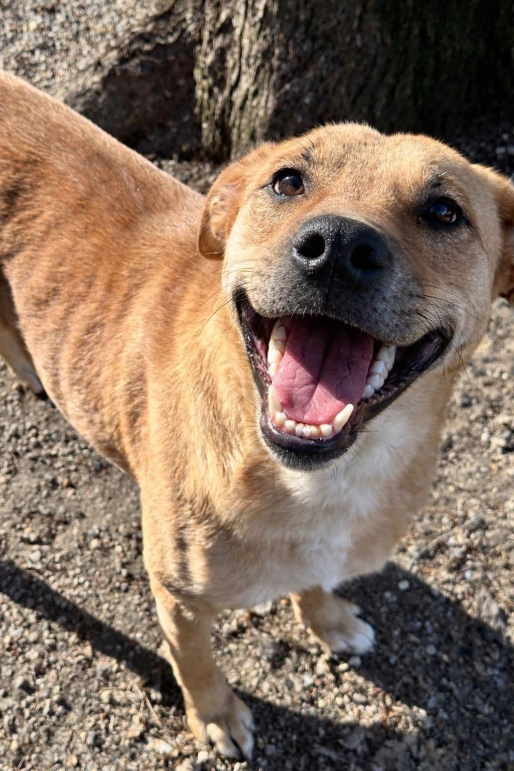 Bri, a Adoptable mixed breed in Sugar Grove, IL image 1/3