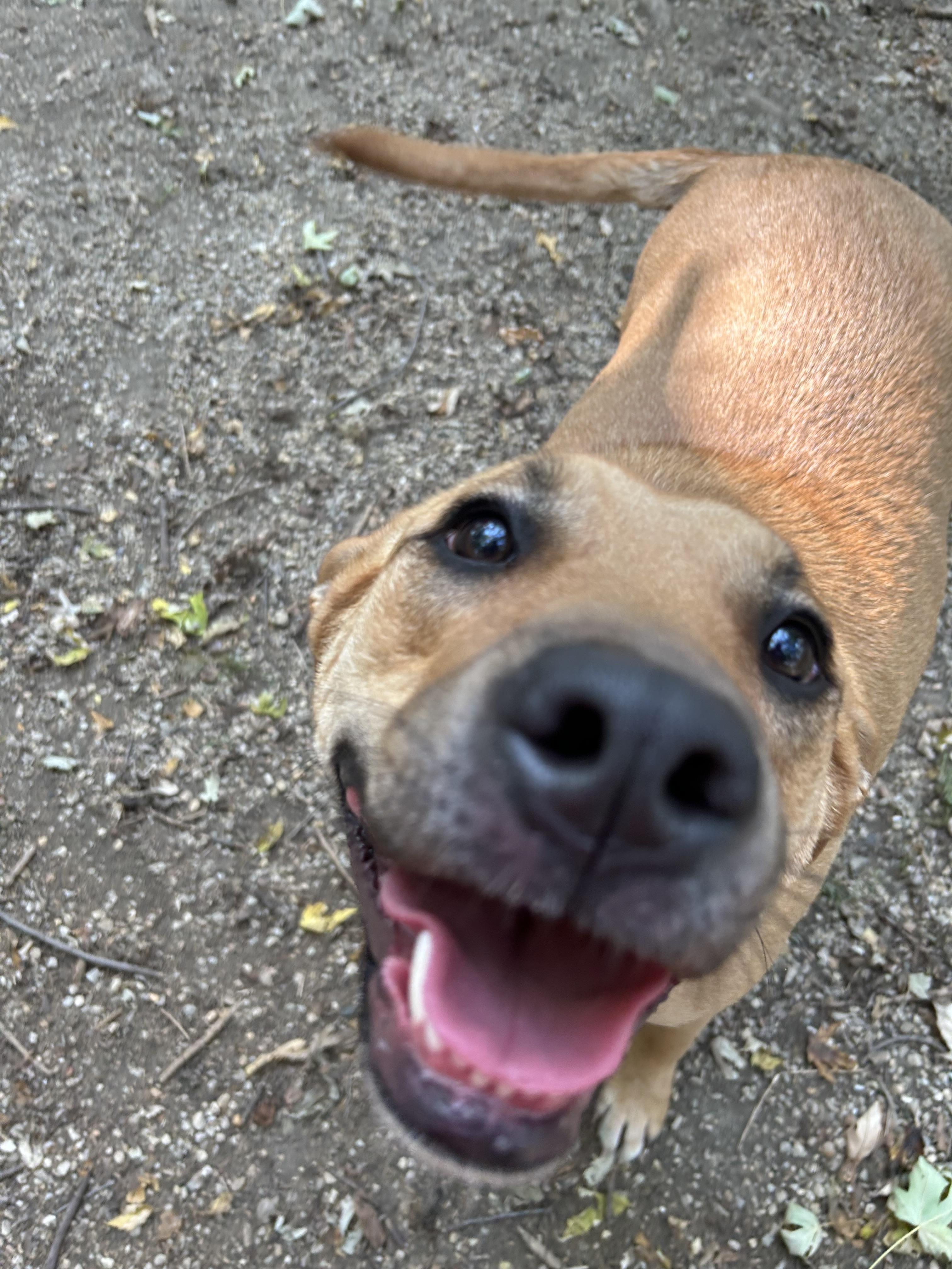 Enlarge Bri, a Adoptable mixed breed in Sugar Grove, IL image 2/3