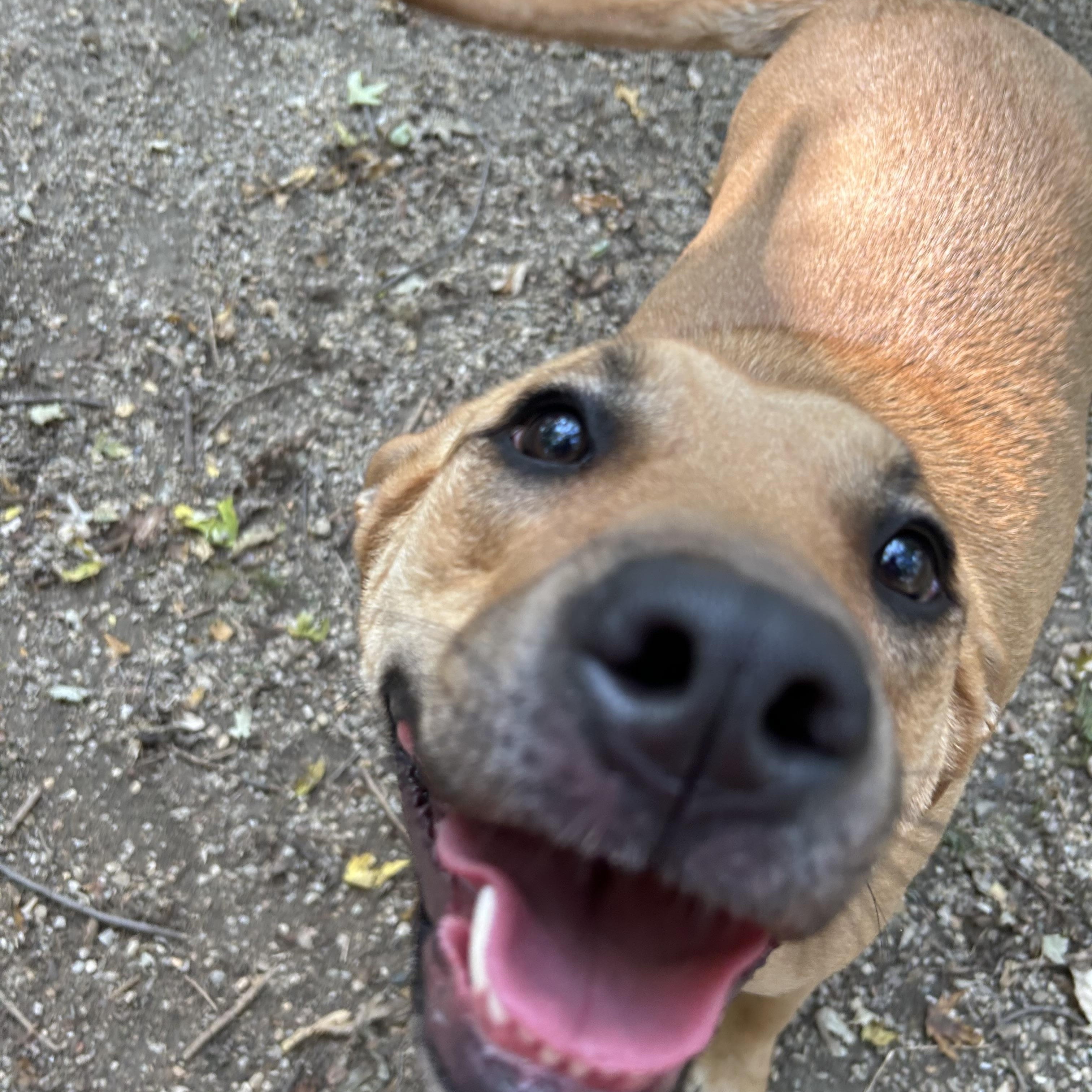 Bri, a Adoptable mixed breed in Sugar Grove, IL image 3/3