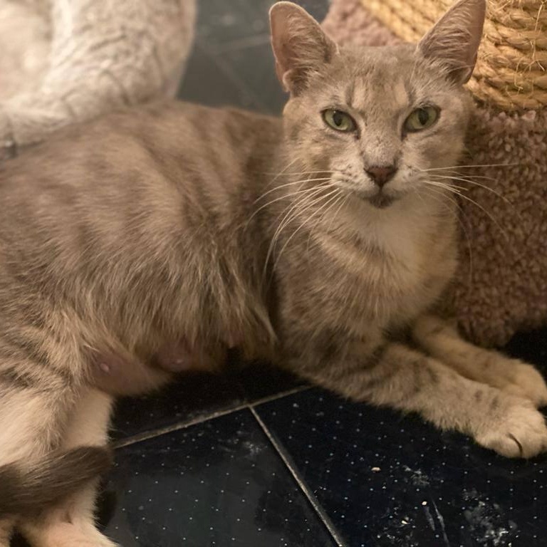 Enlarge Beyonce, a Adoptable Domestic Short Hair in Lauderhill, FL image 2/4