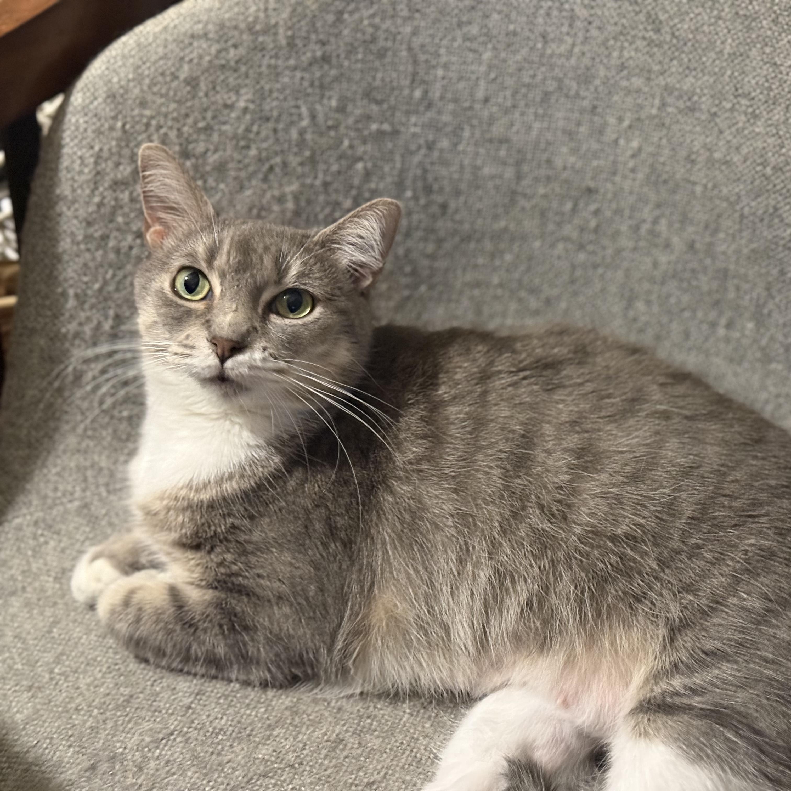 Enlarge Beyonce, a Adoptable Domestic Short Hair in Lauderhill, FL image 3/4