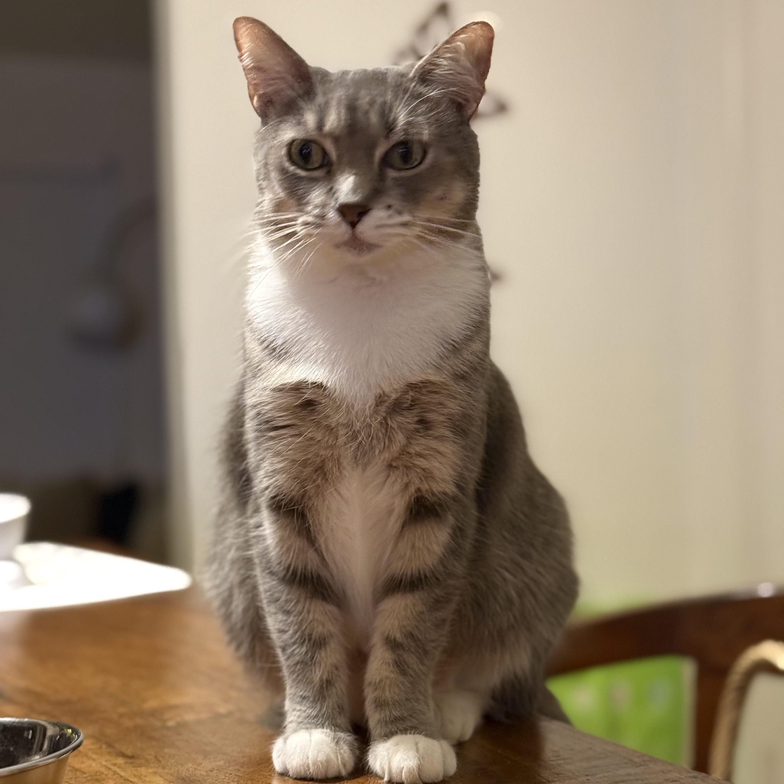 Enlarge Beyonce, a Adoptable Domestic Short Hair in Lauderhill, FL image 1/4