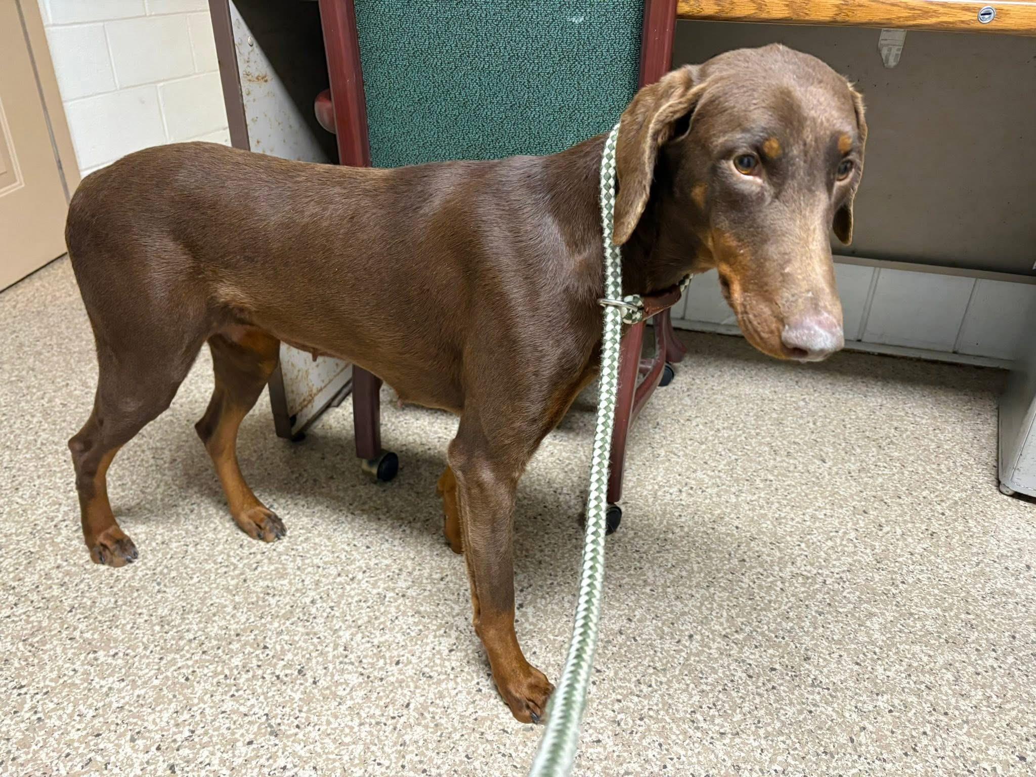 Kamila, ADOPTABLE, Adult Female Doberman Pinscher.